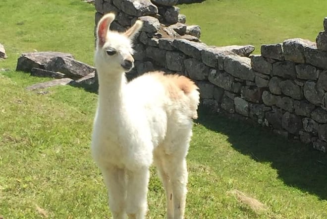 Sacred Valley and Machu Picchu 2-Day Tour 6