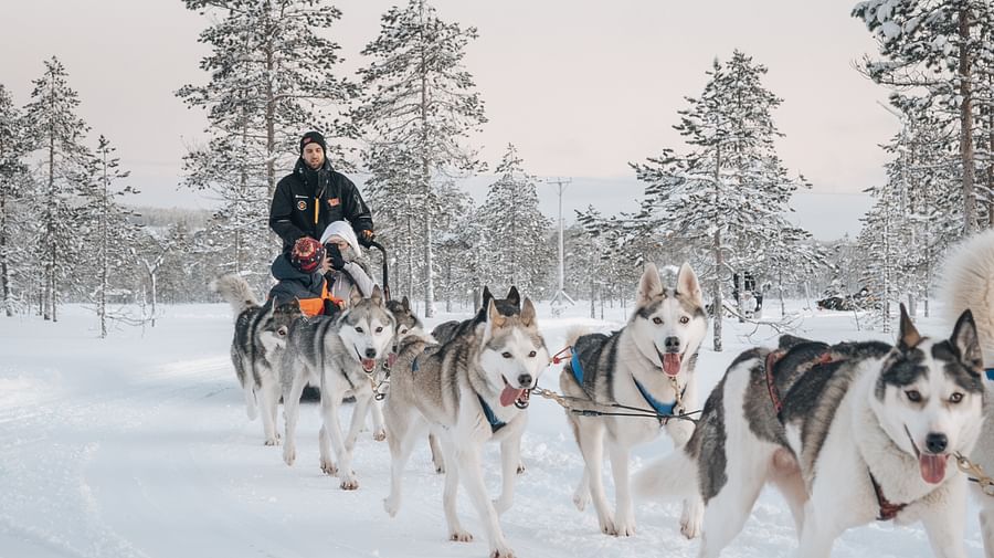 Husky Rde Husky Park Visit With Tiny Quarter (2 Km) Husky Ride - Visit Rovaniemi