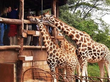Nairobi National Park and Wildlife Attractions Tour