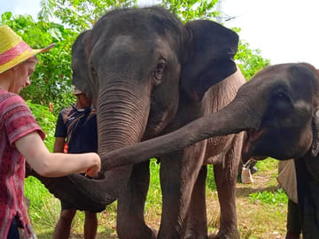 Phuket: Ethical Elephant Sanctuary Experience