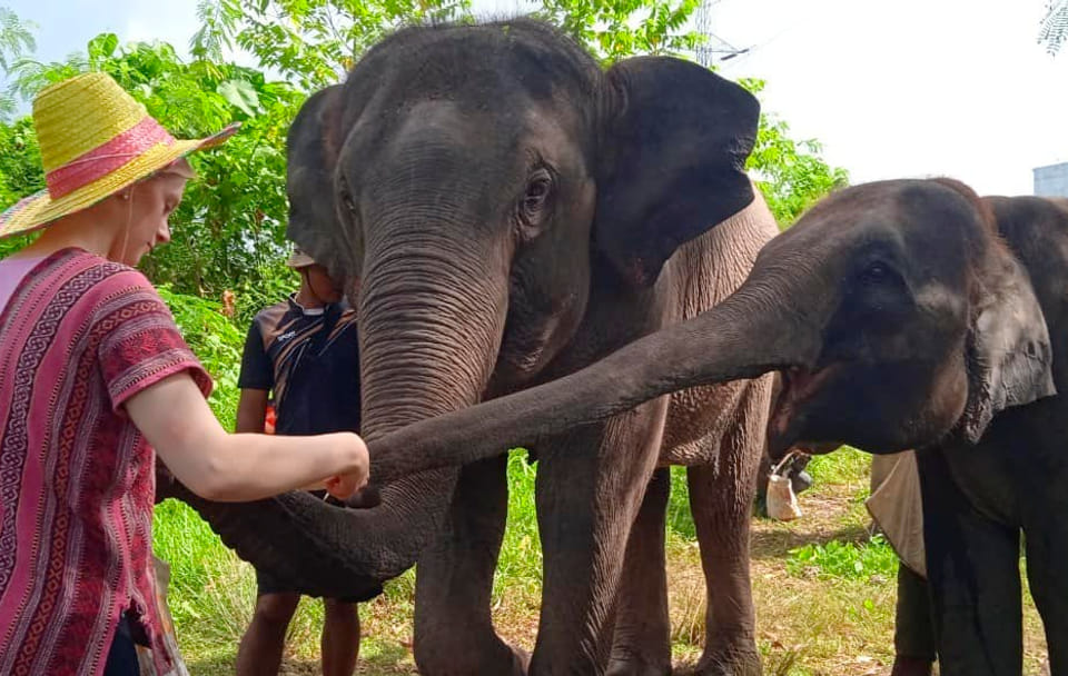 Phuket: Ethical Elephant Sanctuary Experience