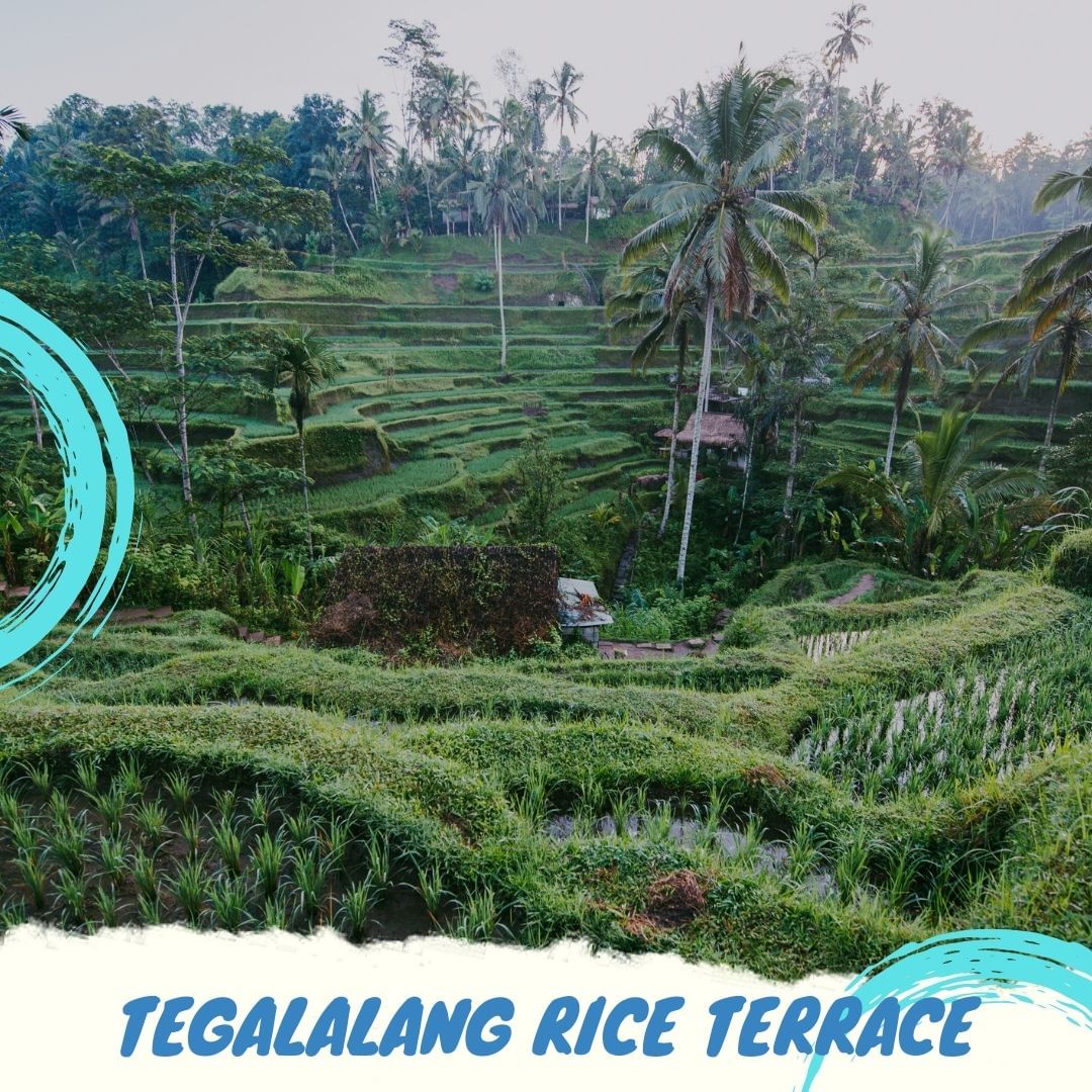 Tegallalang Rice Terace