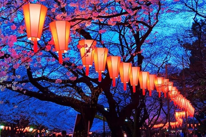 Tokyo Hanami Cherry blossom Food Tour - night