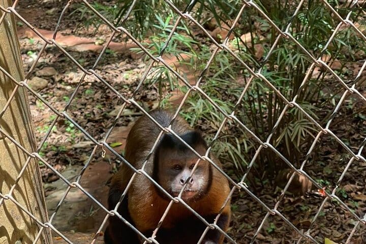 Monkey tour from Amber cove Y Taino bay Puerto Plata