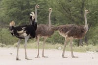 Nairobi Guided Day Tour To Masai Ostrich Farm 1