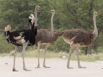 12Days Best of Kenya and Tanzania Wildlife Safari