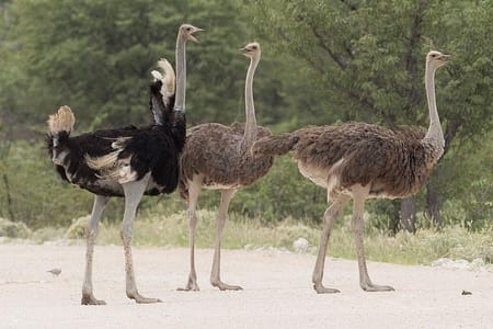 Nairobi Guided Day Tour To Masai Ostrich Farm
