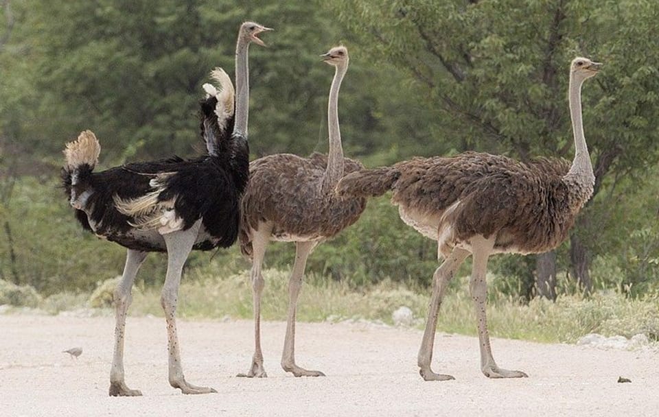 Nairobi Day Trip to Masai Ostrich Farm Experience