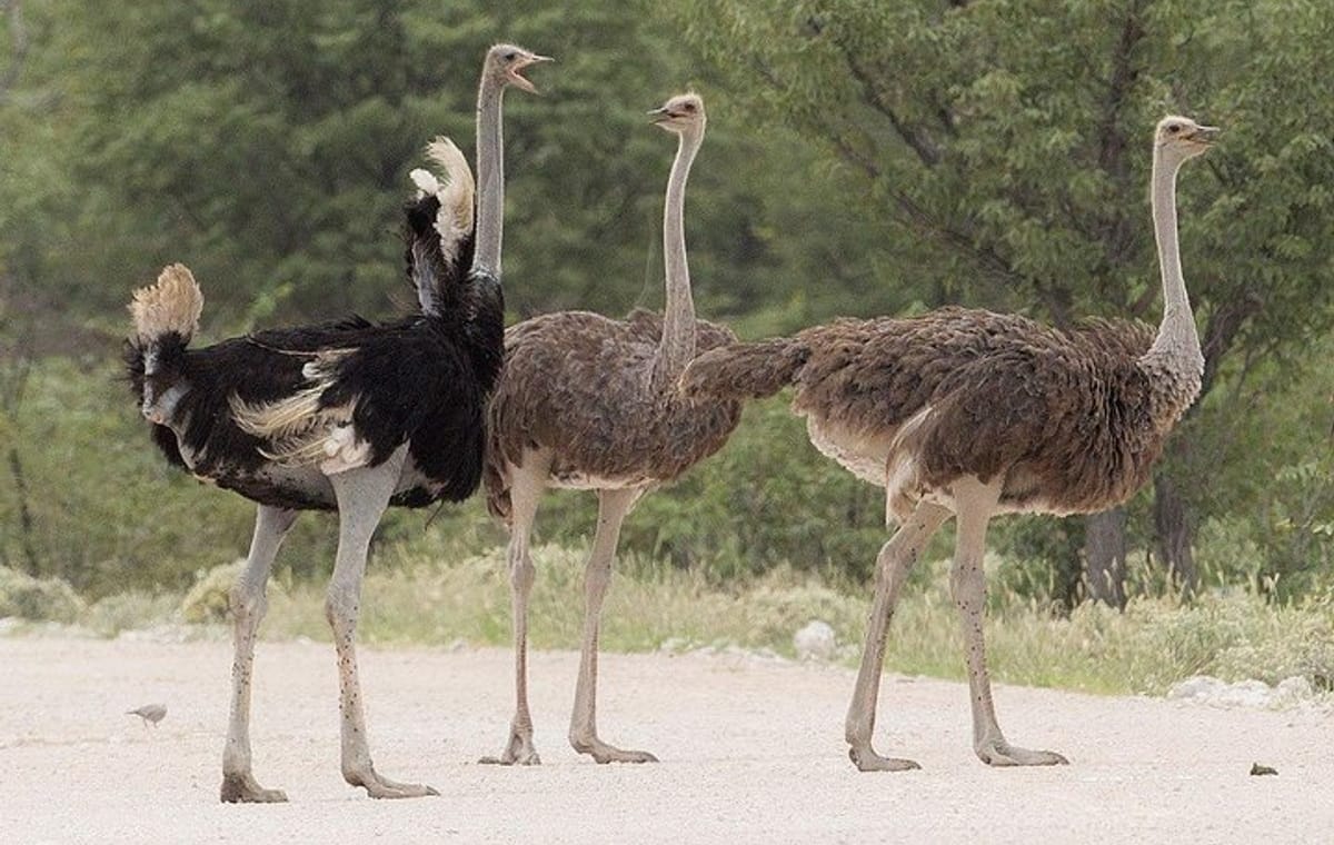 Nairobi Guided Day Tour To Masai Ostrich Farm