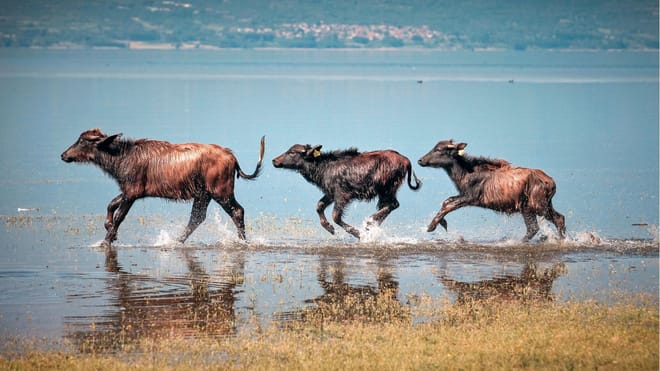 Ecotourism Escape in Lake Kerkini from Thessaloniki photo 2
