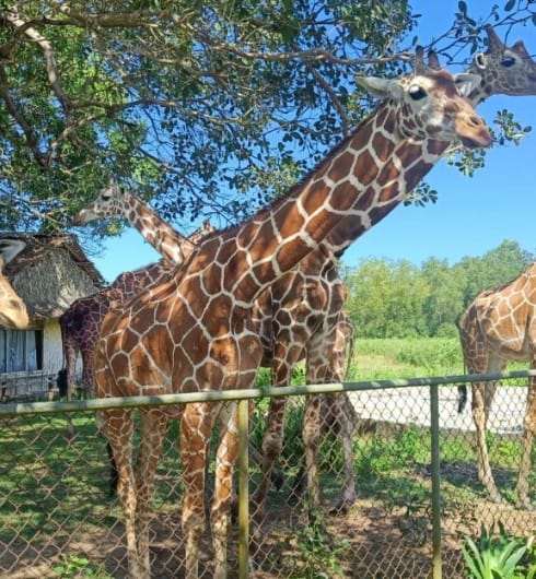 Tourists exploring Calauit Safari Park with giraffes and zebras, followed by relaxing at Black Island’s white-sand beach with limestone clif