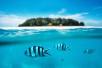 Swim with colorful fish and explore crystal-clear waters on this unforgettable Mnemba Island adventure!