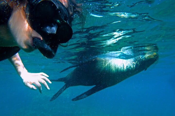 Sea of Cortez Combo: Whale Sharks, Sea Lions & Balandra Beach 7
