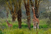 Lake Nakuru animals