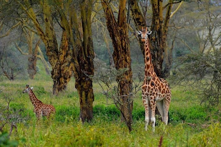Lake Nakuru animals