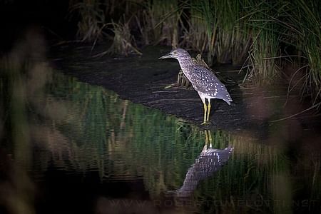 Private Night Bird Watching Adventure in Negombo Lagoon