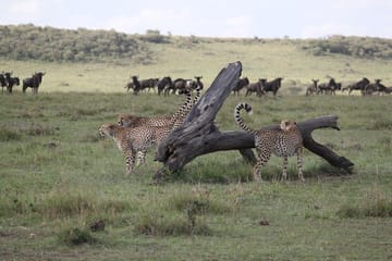 5-Day Group Tour of Masai Mara, Nakuru, and Naivasha