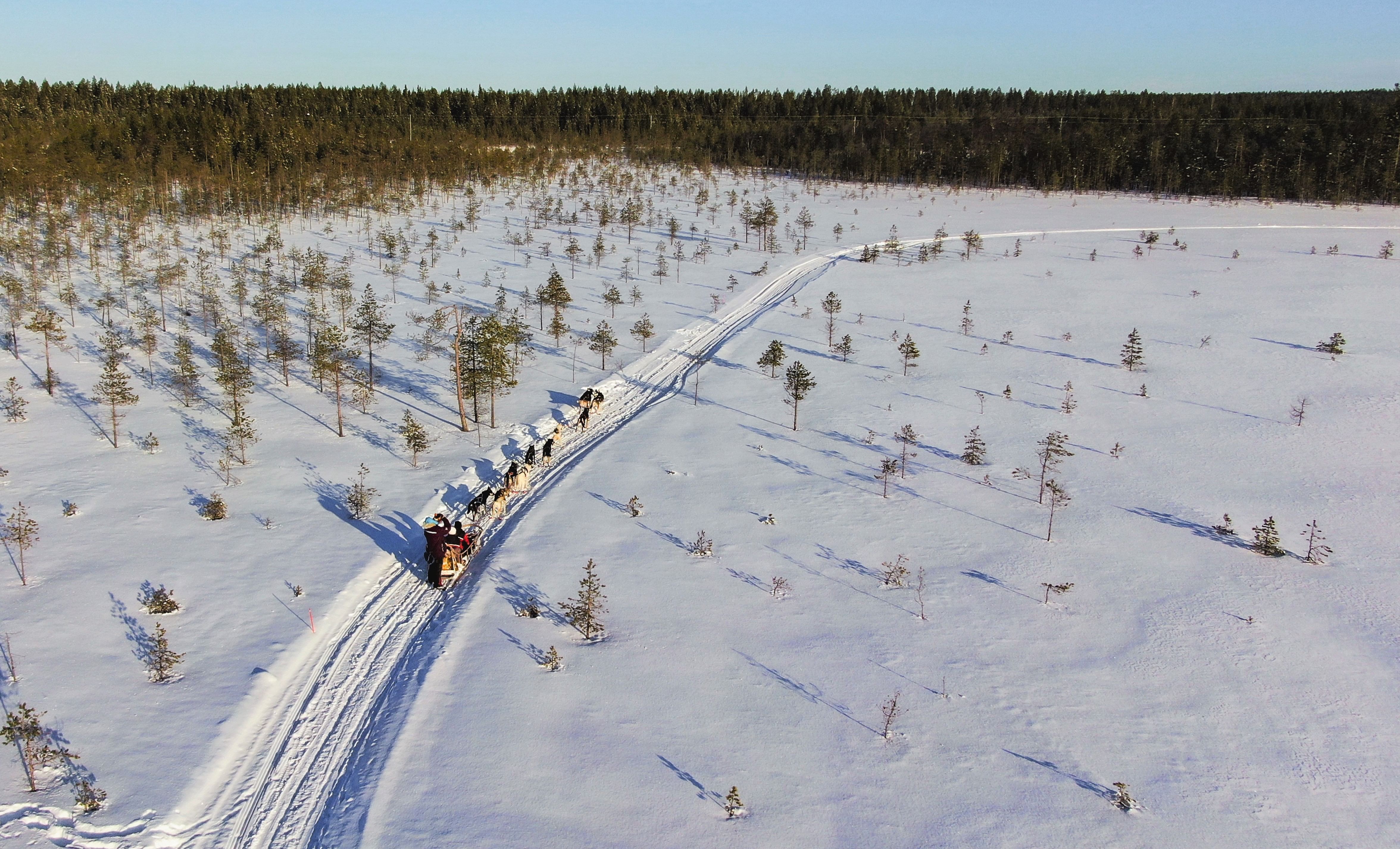 Laponia - sania trasa de husky