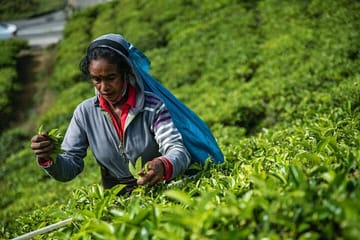 Tea Plucking Experience and Factory Tour in Nuwara Eliya