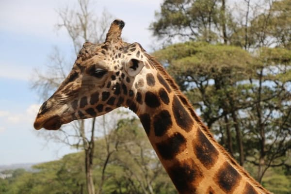 Day tour to Giraffe center elephant trust and Nairobi safari walk