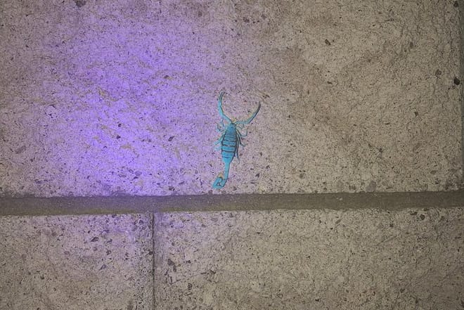 Las Vegas Night-Time Scorpion and Black Widow interactive virtual hunting  8