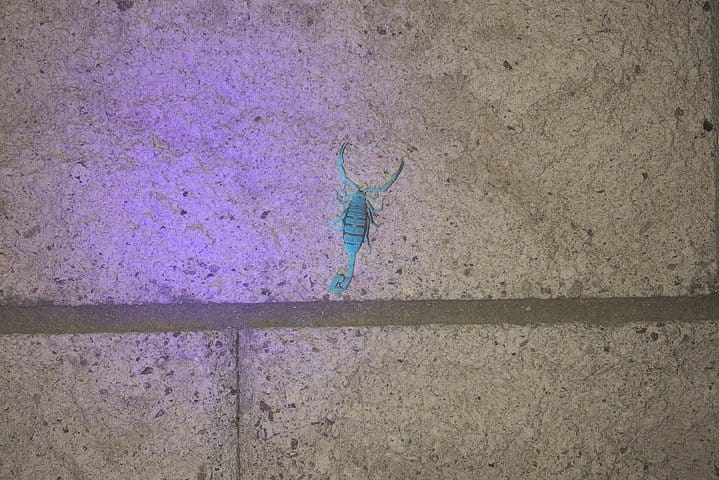 Las Vegas Night-Time Scorpion and Black Widow interactive virtual hunting  8