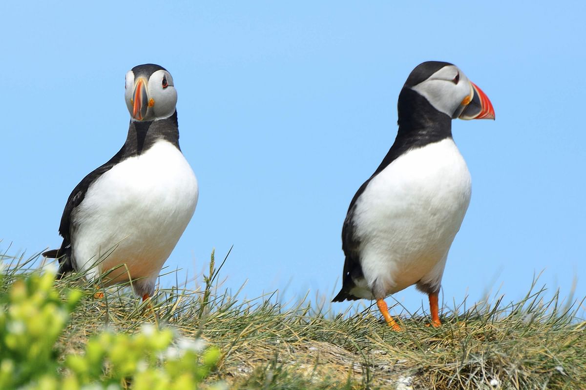 Whale Watching and Puffin Tour: Explore Iceland's Wildlife from Old Harbour in Downtown Reykjavik