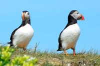 Colourful Atlantic puffins resting near Reykjavík during a puffin watching boat tour. Discover Iceland’s seabirds and marine wildlife during