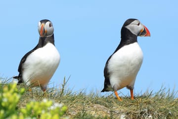 Whale Watching and Puffin Tour from Reykjavík's Old Harbour