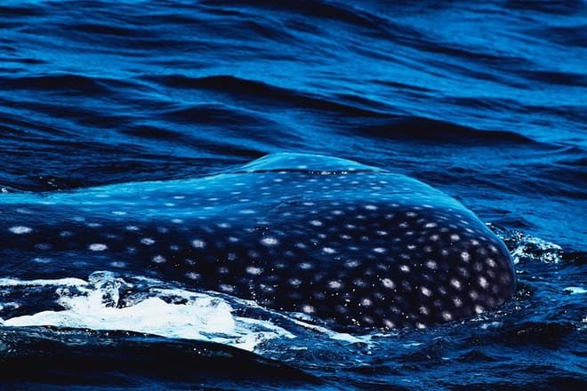 Whale Shark Snorkeling Tour from Cancun and Riviera Maya 6