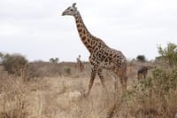 2-Day Taita Hills Wildlife Sanctuary & Tsavo East Safari -Mombasa 7