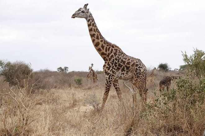2-Day Taita Hills Wildlife Sanctuary & Tsavo East Safari -Mombasa 7