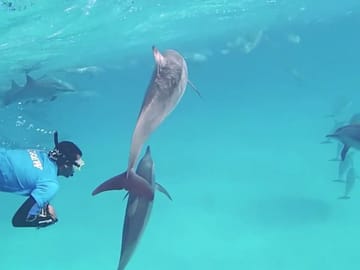 Dolphin Show and Swimming Experience in Sharm El Sheikh