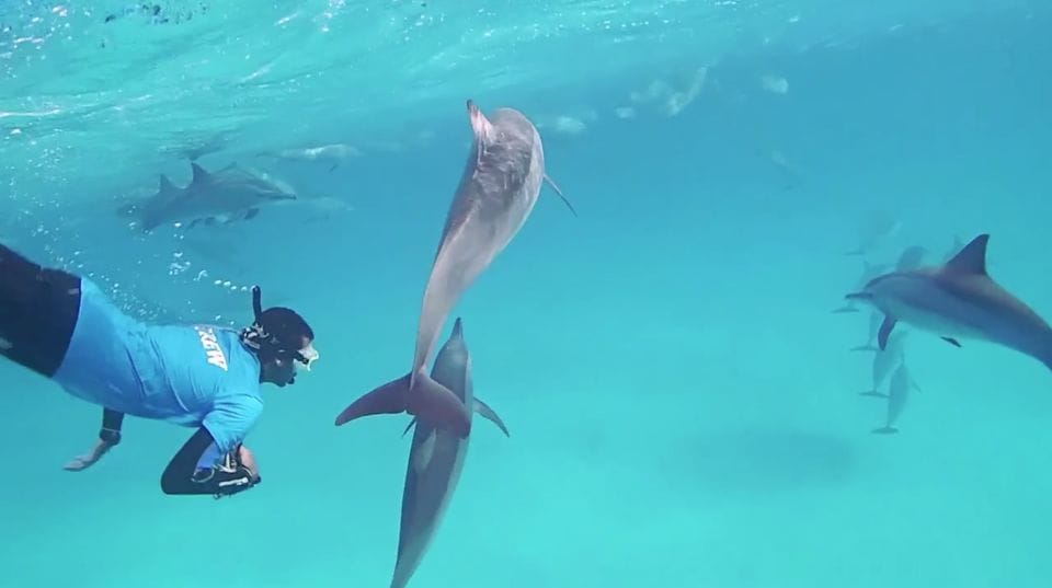 Dolphin Show & Swimming in Sharm EL Sheikh 3