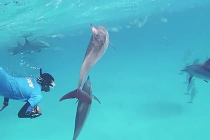 Dolphin Show & Swimming in Sharm EL Sheikh