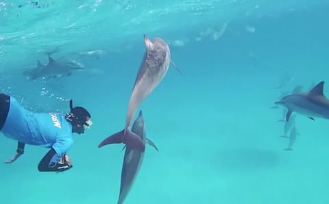 Dolphin Show and Swimming Experience in Sharm El Sheikh