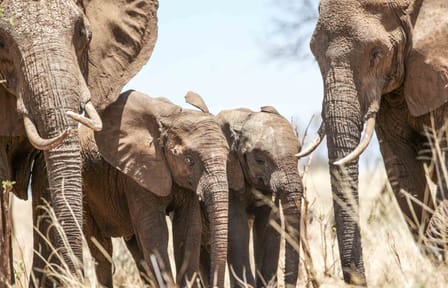 Serengeti Fly-In Safari: 4-Day Adventure from Arusha