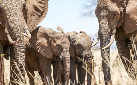 Serengeti Fly-In Safari: 4-Day Adventure from Arusha