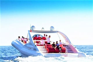 Luxury Opera 60 Whale & Dolphin Watching Experience