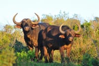 Ol Pejeta Conservancy and Chimpanzee Sanctuary Full-Day Tour from Nairobi 6