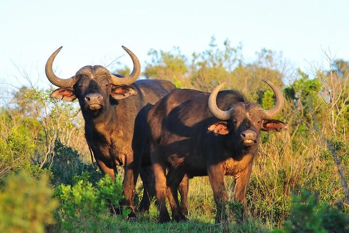 Ol Pejeta Conservancy and Chimpanzee Sanctuary Full-Day Tour from Nairobi 6