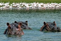 1-Day Lake Naivasha & Crescent Island Adventure 2