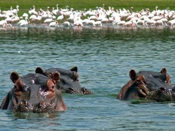 1-Day Lake Naivasha & Crescent Island Adventure