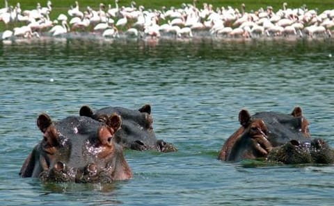 1-Day Lake Naivasha & Crescent Island Adventure