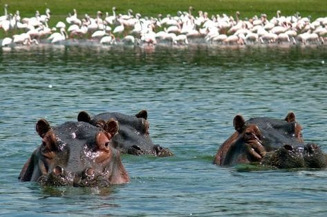 1-Day Lake Naivasha & Crescent Island Adventure photo 2