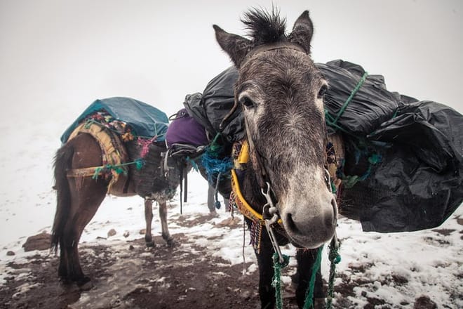 Mules