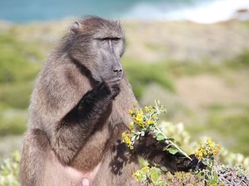 Private Tour of Cape Point and Boulders Beach from Cape Town