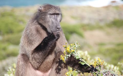 Private Tour of Cape Point and Boulders Beach from Cape Town