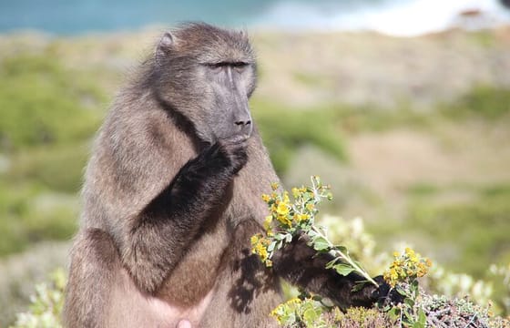Explore Cape of Good Hope and Boulders Beach Private Tour