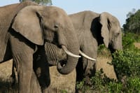 4-Day Lake Naivasha & Amboseli- Luxury Grp Joining Safari 1